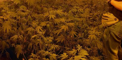 Imagen de parte de las pantas halladas por los Mossos d'Esquadra