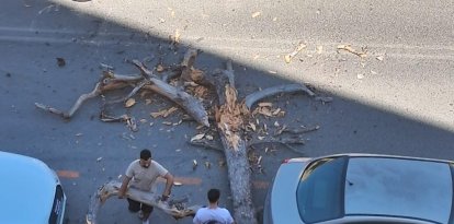 árbol calafell