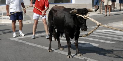 Imatge d’arxiu d’un bou capllaçat a la Ràpita.