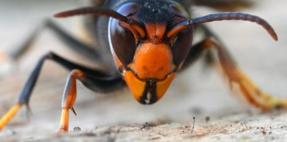 Un ejemplar de esta especie invasora de avispa que llegó a Europa hace ya más de 20 años