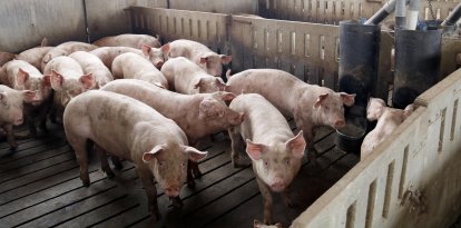 Catalunya es uno de los mayores exportadores de España de productos cárnicos de cerdo.