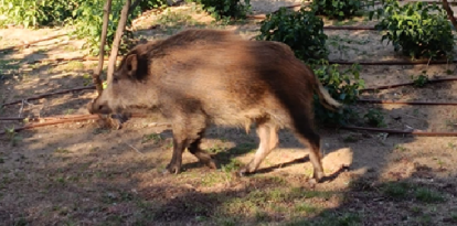Jabalíes en la urbanización Robles y Almendros.
