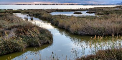 La llacuna de l’Encanyissada, al delta de l’Ebre, en una imatge d'arxiu