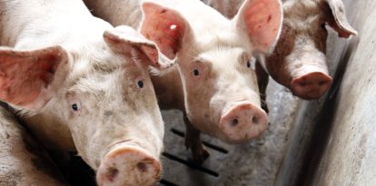 El porcino es el principal sector agroalimentario exportador y un tercio de las ventas internacionales son fuera de la UE
