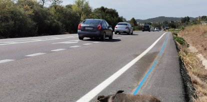 Jabalí muerto en la cuneta de la carretera C-14, en Alcover, en una imagen de archivo del 25 de noviembre de 2024.