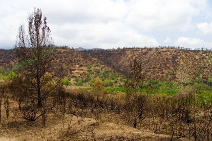 Imagen de parte de la superficie quemada en el incendio del Baix Ebre