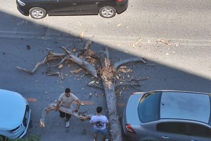 árbol calafell