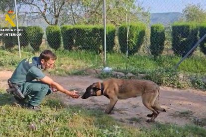 El animal está en una protectora recuperándose de las heridas sufridas.