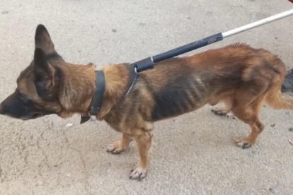 Imagen de uno de los animales rescatados por los Mossos