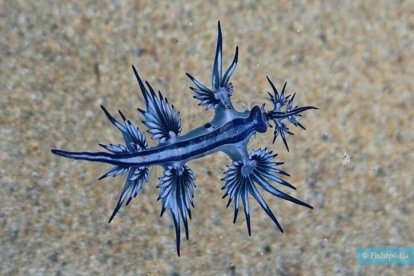 Un ejemplar de Dragón azul, la nueva amenaza marina que ya llega a las playas.