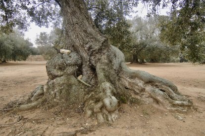 Una olivera monumental de la zona de l'Arión, a Ulldecona.
