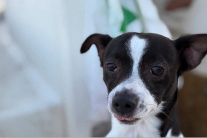 Toby, de cinco años, es un ratonero. Fue adquirido en Alcanar. Ahora una pareja se disputa su custodia en los tribunales.  Foto: DT