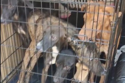 Imagen de los perros rescatados en el Baix Ebre