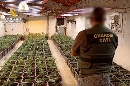 Las plantas de marihuana incautadas.