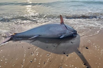 El atún media dos metros.