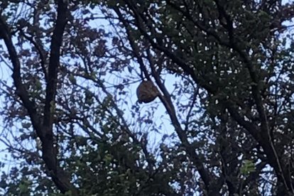 Uno de los nidos en la copa de un árbol del Molí de la Torre.