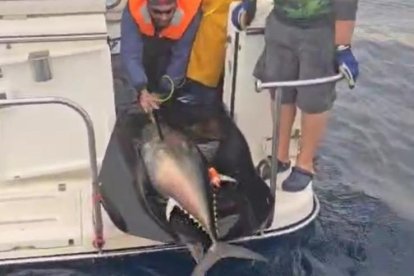 Se han marcado ejemplares para conocer ceintíficamente sus movimientos.