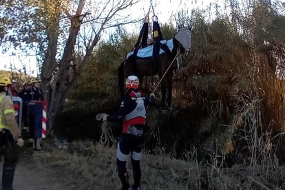 El animal fue levantado por una grúa y sacado del río, en el que se había caído.