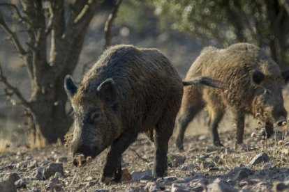 Ordeig ha previsto que, tras los dos jabalíes contagiados ya confirmados y los ocho que están en estudio, "seguramente saldrán más positivos".