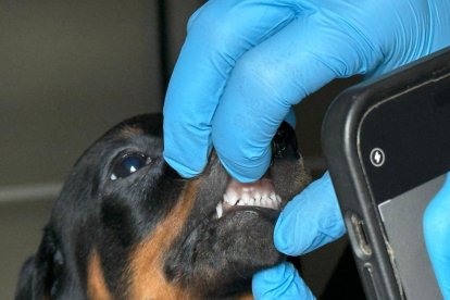 Un cachorro de perro.