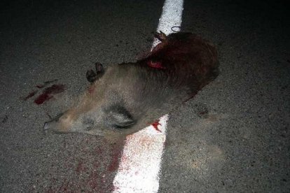 Accidente de tráfico provocado por el paso de un jabalí adulto.