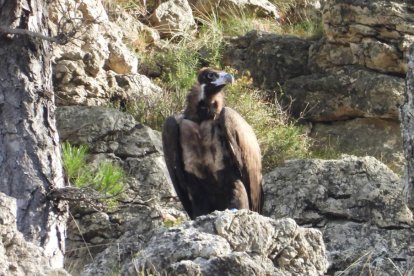 Un dels voltors alliberats aquest desembre al Parc Natural dels Ports