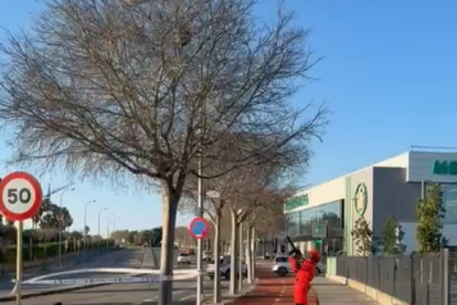 Un profesional neutraliza un nido de avispa velutina con un rifle que dispara balas de veneno