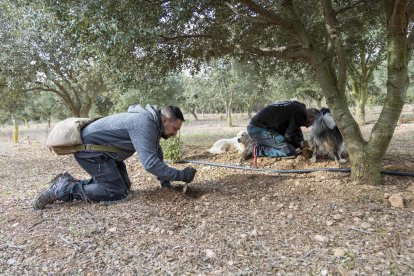 Dídac Espasa (esquerra) i Joan Muriana, cercant tòfones en una finca d’alzines.