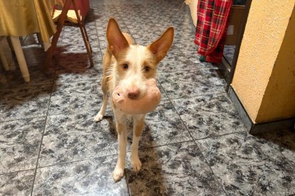 El animal ha sido decomisado.