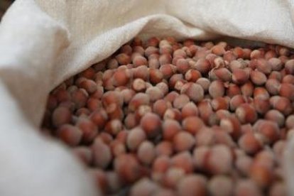 Imagen de archivo de una campaña de la avellana en el Baix Camp.