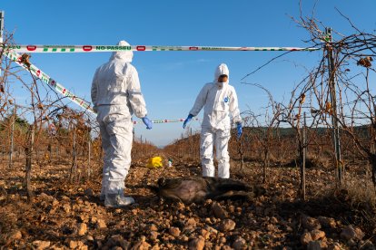 Agentes rurales en un campo de viñedos con un jabalí muerto.