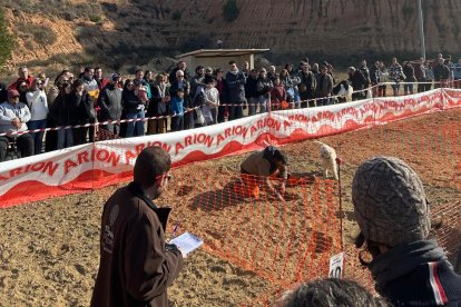 Imatge d'arxiu del concurs de gossos tofoners