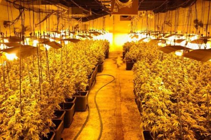 La plantación de marihuana.