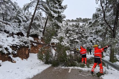 Un arbol caído en una carretera de Forés