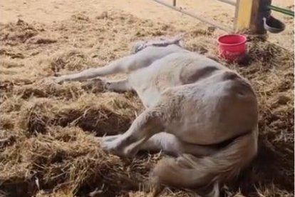 Uno de los caballos no podía levantarse