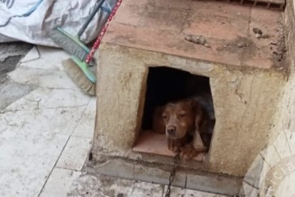 Perro rescatado en El Vendrell.