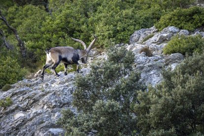 Imagen de una cabra salvaje en els Ports