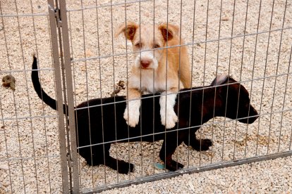 Imagen de dos de los cachorros que pudieron ser salvados del fuego