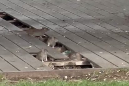 Ratas en Cunit