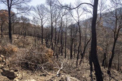 Arbres cremats durant l’incendi del Baix Ebre al terme municipal del Paüls
