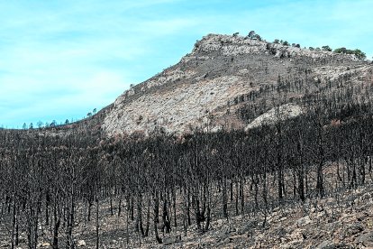 La Coscollosa y los árboles calcinados.
