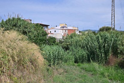 La manca de neteja a la riera del barri Sol-i-Vista afavoreix la presència de rossegadors.
