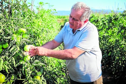 Joan Crusells señala la ‘clivella’ de la ‘tomaca del Benach’, la variedad autòctona que cultiva en Riudoms.
