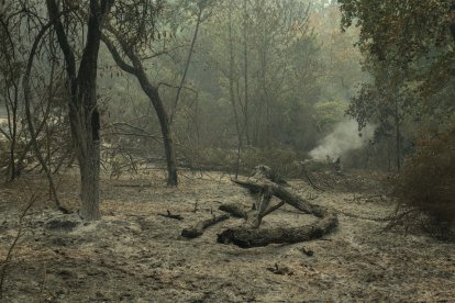 Superficie calcinada como consecuencia del incendio forestal en Carballeda de Avia (Ourense)