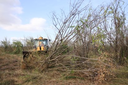 Les excavadores han començat a treballar aquest matí en una finca de Riudoms, per arrencar tots els avellaners secs.