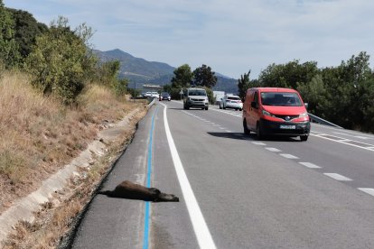 Jabalí en la cuneta después de ser atropellado.
