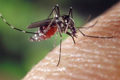 La transmisión del virus del Nilo se produce a través de la picadura de un mosquito.