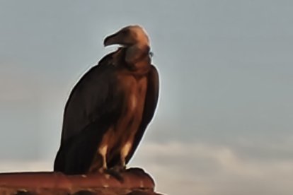 El ejemplar, posado en el tejado.