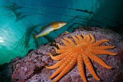 Un bacalao alargado nada junto a una estrella de mar girasol de diecinueve brazos.