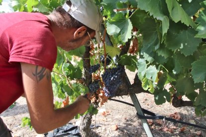 Un pagès cull raïm en una finca del Masroig, a la DO Montsant